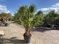 Mexicaanse waaierpalm meerstammig - washingtonia robusta - hoogte ca. 200 cm - afbeelding 7 van  9