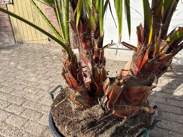 Mexicaanse waaierpalm meerstammig - washingtonia robusta - hoogte ca. 200 cm - afbeelding 8 van  9