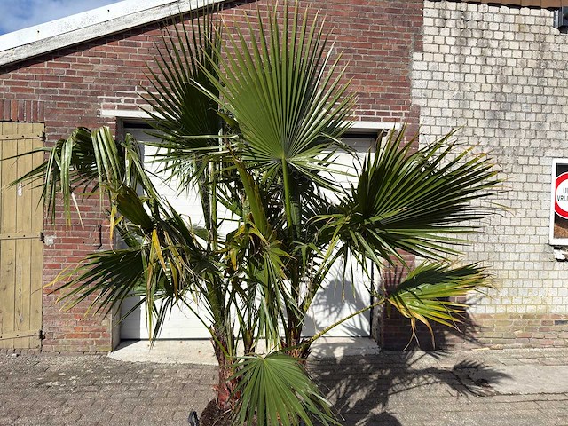 Mexicaanse waaierpalm meerstammig - washingtonia robusta - hoogte ca. 200 cm - afbeelding 9 van  9