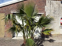 Mexicaanse waaierpalm meerstammig - washingtonia robusta - hoogte ca. 200 cm - afbeelding 9 van  9