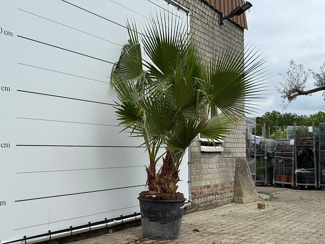 Mexicaanse waaierpalm meerstammig - washingtonia robusta - hoogte ca. 220 cm - afbeelding 1 van  1