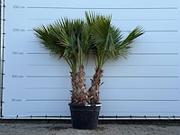 Mexicaanse waaierpalm meerstammig - washingtonia robusta - hoogte ca. 220 cm - afbeelding 1 van  3