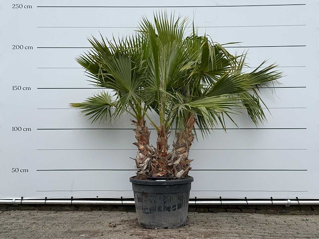 Mexicaanse waaierpalm meerstammig - washingtonia robusta - hoogte ca. 220 cm - afbeelding 1 van  4