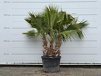 Mexicaanse waaierpalm meerstammig - washingtonia robusta - hoogte ca. 220 cm - afbeelding 1 van  4