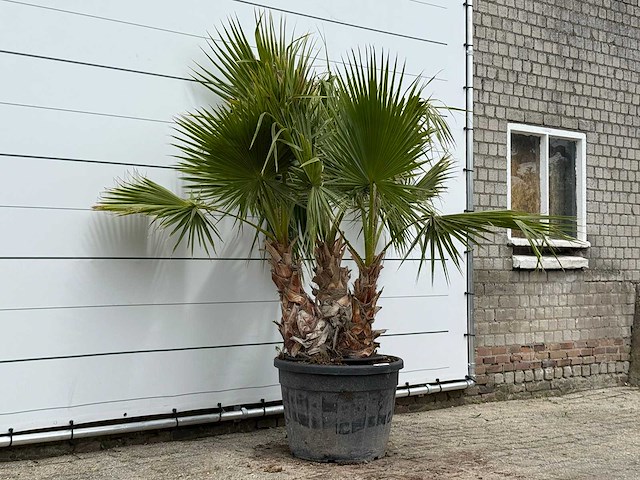Mexicaanse waaierpalm meerstammig - washingtonia robusta - hoogte ca. 220 cm - afbeelding 2 van  4
