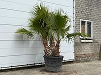 Mexicaanse waaierpalm meerstammig - washingtonia robusta - hoogte ca. 220 cm - afbeelding 2 van  4