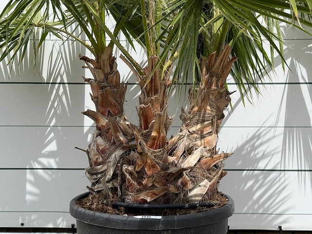 Mexicaanse waaierpalm meerstammig - washingtonia robusta - hoogte ca. 220 cm - afbeelding 3 van  4