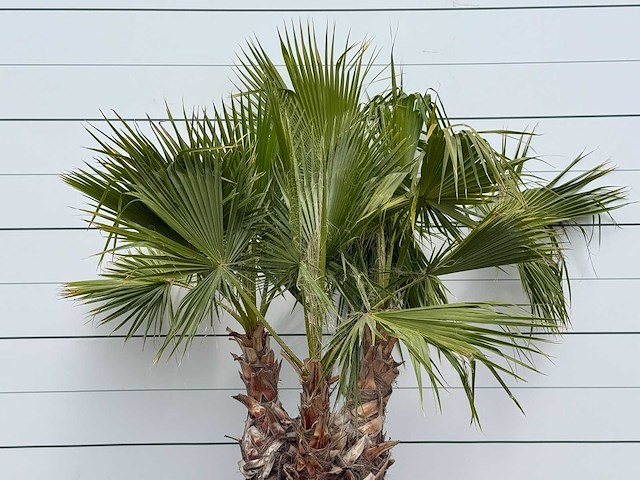 Mexicaanse waaierpalm meerstammig - washingtonia robusta - hoogte ca. 220 cm - afbeelding 4 van  4