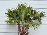 Mexicaanse waaierpalm meerstammig - washingtonia robusta - hoogte ca. 220 cm - afbeelding 4 van  4