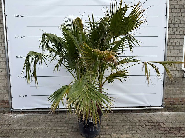 Mexicaanse waaierpalm meerstammig - washingtonia robusta - hoogte ca. 230 cm - afbeelding 1 van  9