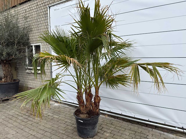 Mexicaanse waaierpalm meerstammig - washingtonia robusta - hoogte ca. 230 cm - afbeelding 2 van  9