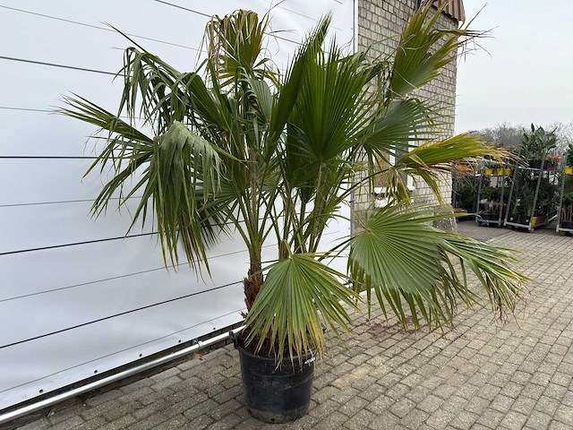 Mexicaanse waaierpalm meerstammig - washingtonia robusta - hoogte ca. 230 cm - afbeelding 3 van  9