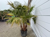 Mexicaanse waaierpalm meerstammig - washingtonia robusta - hoogte ca. 230 cm - afbeelding 4 van  9