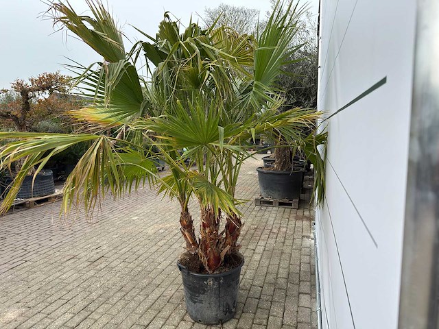 Mexicaanse waaierpalm meerstammig - washingtonia robusta - hoogte ca. 230 cm - afbeelding 5 van  9