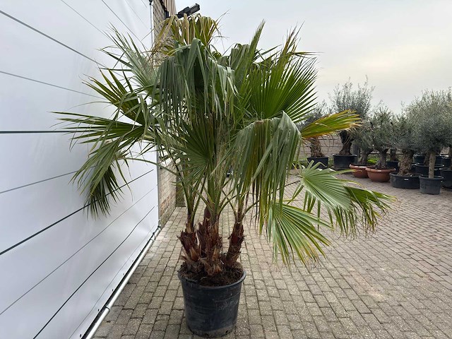 Mexicaanse waaierpalm meerstammig - washingtonia robusta - hoogte ca. 230 cm - afbeelding 6 van  9