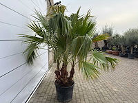 Mexicaanse waaierpalm meerstammig - washingtonia robusta - hoogte ca. 230 cm - afbeelding 6 van  9