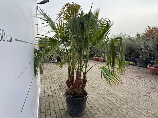 Mexicaanse waaierpalm meerstammig - washingtonia robusta - hoogte ca. 230 cm - afbeelding 7 van  9