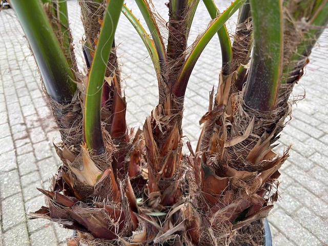 Mexicaanse waaierpalm meerstammig - washingtonia robusta - hoogte ca. 230 cm - afbeelding 8 van  9