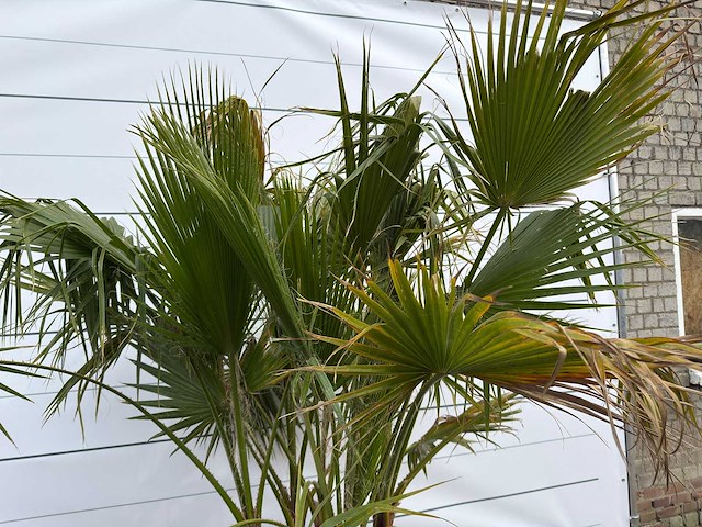 Mexicaanse waaierpalm meerstammig - washingtonia robusta - hoogte ca. 230 cm - afbeelding 9 van  9
