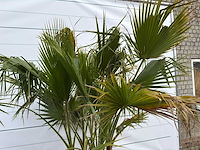 Mexicaanse waaierpalm meerstammig - washingtonia robusta - hoogte ca. 230 cm - afbeelding 9 van  9
