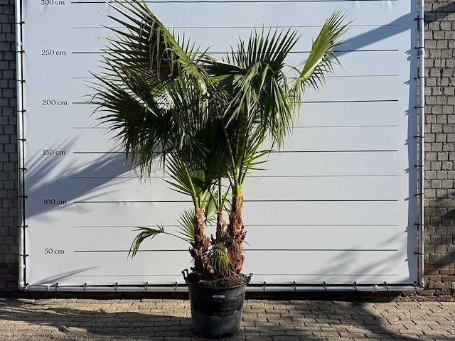 Mexicaanse waaierpalm meerstammig - washingtonia robusta - hoogte ca. 230 cm - afbeelding 1 van  6