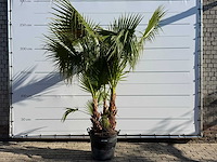 Mexicaanse waaierpalm meerstammig - washingtonia robusta - hoogte ca. 230 cm