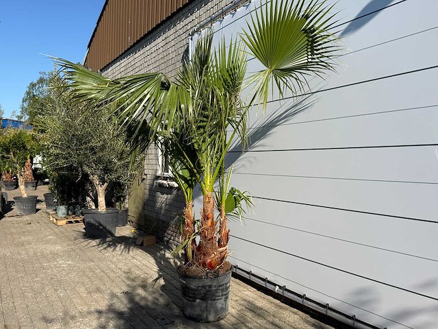Mexicaanse waaierpalm meerstammig - washingtonia robusta - hoogte ca. 230 cm - afbeelding 2 van  6