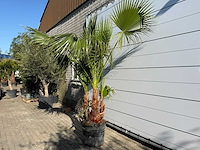 Mexicaanse waaierpalm meerstammig - washingtonia robusta - hoogte ca. 230 cm - afbeelding 2 van  6