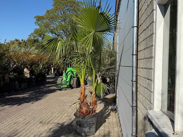 Mexicaanse waaierpalm meerstammig - washingtonia robusta - hoogte ca. 230 cm - afbeelding 3 van  6