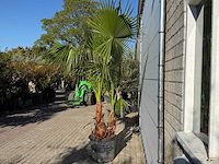 Mexicaanse waaierpalm meerstammig - washingtonia robusta - hoogte ca. 230 cm - afbeelding 3 van  6