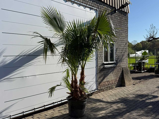 Mexicaanse waaierpalm meerstammig - washingtonia robusta - hoogte ca. 230 cm - afbeelding 4 van  6