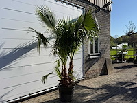 Mexicaanse waaierpalm meerstammig - washingtonia robusta - hoogte ca. 230 cm - afbeelding 4 van  6