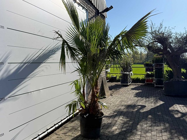 Mexicaanse waaierpalm meerstammig - washingtonia robusta - hoogte ca. 230 cm - afbeelding 5 van  6