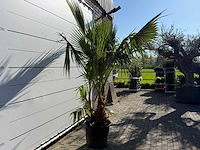 Mexicaanse waaierpalm meerstammig - washingtonia robusta - hoogte ca. 230 cm - afbeelding 5 van  6