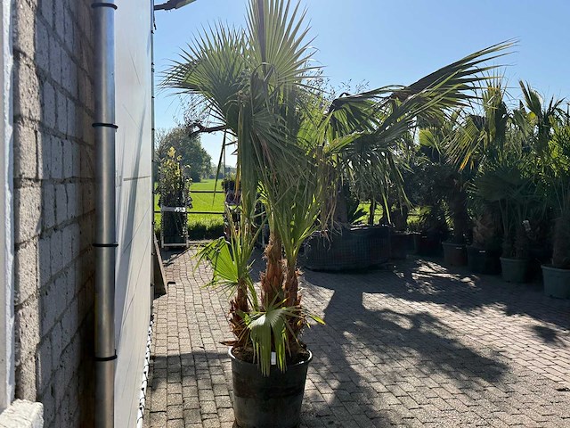Mexicaanse waaierpalm meerstammig - washingtonia robusta - hoogte ca. 230 cm - afbeelding 6 van  6