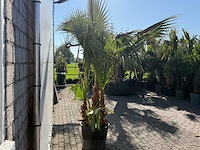 Mexicaanse waaierpalm meerstammig - washingtonia robusta - hoogte ca. 230 cm - afbeelding 6 van  6