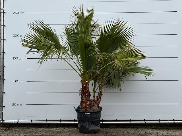 Mexicaanse waaierpalm meerstammig - washingtonia robusta - hoogte ca. 230 cm - afbeelding 1 van  6