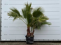 Mexicaanse waaierpalm meerstammig - washingtonia robusta - hoogte ca. 230 cm - afbeelding 1 van  6