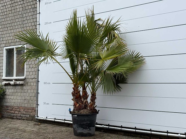 Mexicaanse waaierpalm meerstammig - washingtonia robusta - hoogte ca. 230 cm - afbeelding 2 van  6