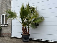Mexicaanse waaierpalm meerstammig - washingtonia robusta - hoogte ca. 230 cm - afbeelding 2 van  6