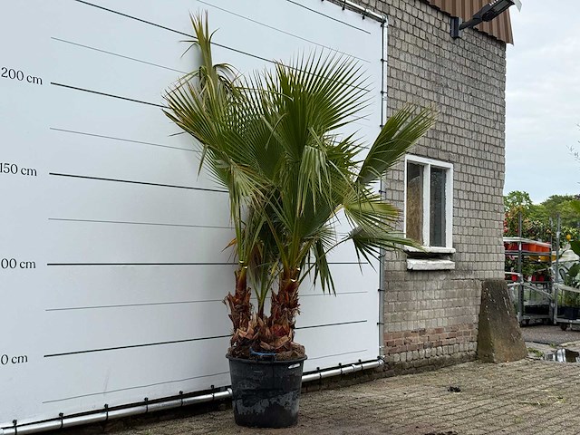 Mexicaanse waaierpalm meerstammig - washingtonia robusta - hoogte ca. 230 cm - afbeelding 3 van  6