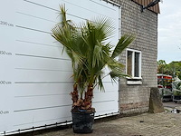 Mexicaanse waaierpalm meerstammig - washingtonia robusta - hoogte ca. 230 cm - afbeelding 3 van  6