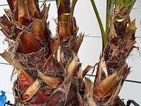 Mexicaanse waaierpalm meerstammig - washingtonia robusta - hoogte ca. 230 cm - afbeelding 4 van  6