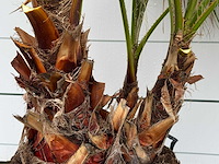 Mexicaanse waaierpalm meerstammig - washingtonia robusta - hoogte ca. 230 cm - afbeelding 5 van  6