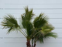 Mexicaanse waaierpalm meerstammig - washingtonia robusta - hoogte ca. 230 cm - afbeelding 6 van  6