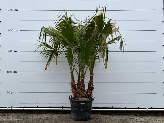Mexicaanse waaierpalm meerstammig - washingtonia robusta - hoogte ca. 230 cm - afbeelding 1 van  5