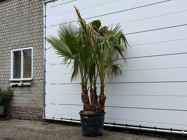 Mexicaanse waaierpalm meerstammig - washingtonia robusta - hoogte ca. 230 cm - afbeelding 2 van  5