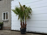 Mexicaanse waaierpalm meerstammig - washingtonia robusta - hoogte ca. 230 cm - afbeelding 2 van  5