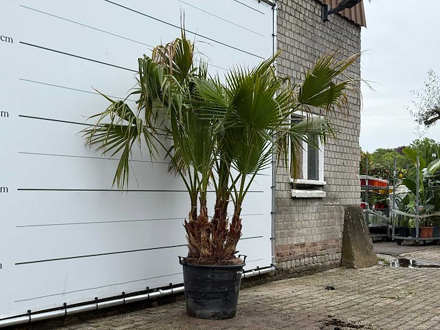 Mexicaanse waaierpalm meerstammig - washingtonia robusta - hoogte ca. 230 cm - afbeelding 3 van  5