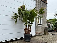 Mexicaanse waaierpalm meerstammig - washingtonia robusta - hoogte ca. 230 cm - afbeelding 3 van  5